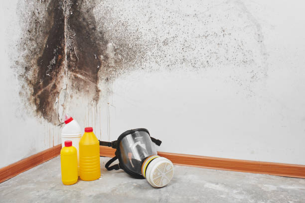 Best Insurance-Related Mold Remediation in Zion, IL