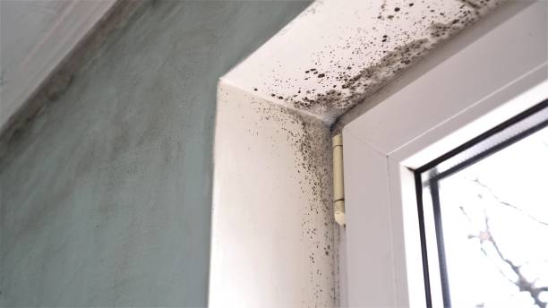 Best Bathroom Mold Remediation in Zion, IL