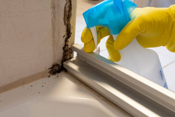 Best Kitchen Mold Remediation in Zion, IL