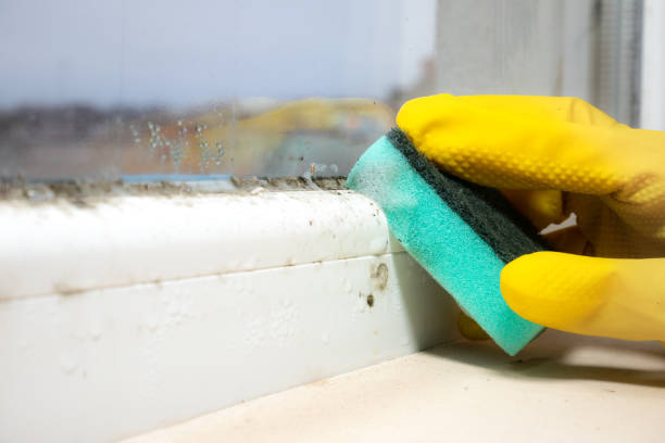 Best Mold Remediation for Specific Building Types in Zion, IL