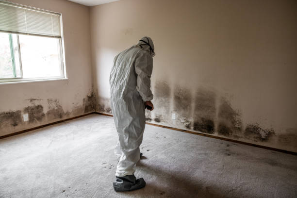 Trusted Zion, IL Mold Remediation Experts