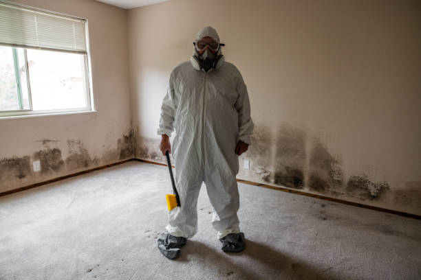Best DIY Mold Remediation Support Services in Zion, IL