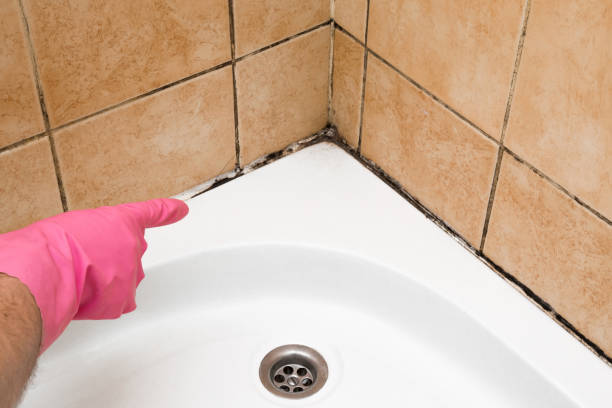 Best Residential Mold Remediation in Zion, IL